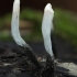 Baltaviršūnis elniagrybis - Xylaria hypoxylon | Fotografijos autorius : Gintautas Steiblys | © Macrogamta.lt | Šis tinklapis priklauso bendruomenei kuri domisi makro fotografija ir fotografuoja gyvąjį makro pasaulį.