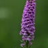 Baltijinė gegūnė - Dactylorhiza majalis subsp. baltica | Fotografijos autorius : Kęstutis Obelevičius | © Macrogamta.lt | Šis tinklapis priklauso bendruomenei kuri domisi makro fotografija ir fotografuoja gyvąjį makro pasaulį.