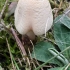 Baltoji žvynabudėlė - Lepiota erminea | Fotografijos autorius : Vitalij Drozdov | © Macrogamta.lt | Šis tinklapis priklauso bendruomenei kuri domisi makro fotografija ir fotografuoja gyvąjį makro pasaulį.