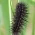 Baltoji meškutė - Spilosoma urticae, vikšras | Fotografijos autorius : Gintautas Steiblys | © Macrogamta.lt | Šis tinklapis priklauso bendruomenei kuri domisi makro fotografija ir fotografuoja gyvąjį makro pasaulį.