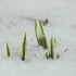 Baltoji snieguolė - Galanthus nivalis | Fotografijos autorius : Vidas Brazauskas | © Macrogamta.lt | Šis tinklapis priklauso bendruomenei kuri domisi makro fotografija ir fotografuoja gyvąjį makro pasaulį.