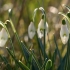 Baltoji snieguolė - Galanthus nivalis | Fotografijos autorius : Gintautas Steiblys | © Macrogamta.lt | Šis tinklapis priklauso bendruomenei kuri domisi makro fotografija ir fotografuoja gyvąjį makro pasaulį.
