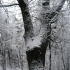 Karoliniškių draustinio baltoji tuopa - Populus alba | Fotografijos autorius : Aleksandras Stabrauskas | © Macrogamta.lt | Šis tinklapis priklauso bendruomenei kuri domisi makro fotografija ir fotografuoja gyvąjį makro pasaulį.