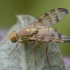 Banded Burdock Fly - Terellia tussilaginis ♂ | Fotografijos autorius : Žilvinas Pūtys | © Macronature.eu | Macro photography web site