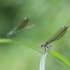 Banded Demoiselle - Calopteryx splendens | Fotografijos autorius : Agnė Našlėnienė | © Macronature.eu | Macro photography web site