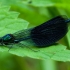 Banded Demoiselle - Calopteryx splendens | Fotografijos autorius : Irenėjas Urbonavičius | © Macronature.eu | Macro photography web site