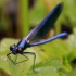 Blizgančioji gražutė - Calopteryx splendens | Fotografijos autorius : Ramunė Činčikienė | © Macronature.eu | Macro photography web site