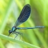 Banded demoiselle - Calopteryx splendens | Fotografijos autorius : Kazimieras Martinaitis | © Macronature.eu | Macro photography web site