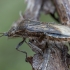 Banded rhopalid - Stictopleurus punctatonervosus ♀ | Fotografijos autorius : Žilvinas Pūtys | © Macronature.eu | Macro photography web site