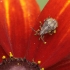 Ryškiapilvė kampuotblakė - Stictopleurus punctatonervosus, nimfa | Fotografijos autorius : Vidas Brazauskas | © Macronature.eu | Macro photography web site