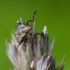 Banded rhopalid - Stictopleurus punctatonervosus, nymph | Fotografijos autorius : Darius Baužys | © Macronature.eu | Macro photography web site