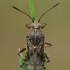 Banded rhopalid - Stictopleurus punctatonervosus | Fotografijos autorius : Gintautas Steiblys | © Macronature.eu | Macro photography web site