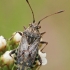 Banded rhopalid - Stictopleurus punctatonervosus | Fotografijos autorius : Gintautas Steiblys | © Macronature.eu | Macro photography web site