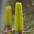 Smulkialapė banksija - Banksia marginata | Fotografijos autorius : Žilvinas Pūtys | © Macrogamta.lt | Šis tinklapis priklauso bendruomenei kuri domisi makro fotografija ir fotografuoja gyvąjį makro pasaulį.