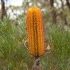 Banksija - Banksia spinulosa | Fotografijos autorius : Žilvinas Pūtys | © Macrogamta.lt | Šis tinklapis priklauso bendruomenei kuri domisi makro fotografija ir fotografuoja gyvąjį makro pasaulį.