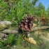 Bankso pušis - Pinus banksiana | Fotografijos autorius : Gintautas Steiblys | © Macrogamta.lt | Šis tinklapis priklauso bendruomenei kuri domisi makro fotografija ir fotografuoja gyvąjį makro pasaulį.