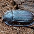 Bark-gnawing beetle - Peltis ferruginea | Fotografijos autorius : Kazimieras Martinaitis | © Macronature.eu | Macro photography web site