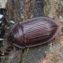 Bark-gnawing beetle - Peltis ferruginea | Fotografijos autorius : Vidas Brazauskas | © Macronature.eu | Macro photography web site
