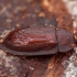Bark-gnawing beetle - Peltis ferruginea | Fotografijos autorius : Žilvinas Pūtys | © Macronature.eu | Macro photography web site