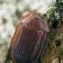 Bark-gnawing beetle - Peltis ferruginea | Fotografijos autorius : Gintautas Steiblys | © Macronature.eu | Macro photography web site