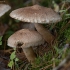 Barzdotasis baltikas - Tricholoma vaccinum | Fotografijos autorius : Žilvinas Pūtys | © Macrogamta.lt | Šis tinklapis priklauso bendruomenei kuri domisi makro fotografija ir fotografuoja gyvąjį makro pasaulį.