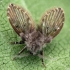 Kandinis uodelis - Clogmia albipunctata | Fotografijos autorius : Vidas Brazauskas | © Macronature.eu | Macro photography web site