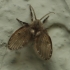 Bathroom moth fly - Clogmia albipunctata | Fotografijos autorius : Gintautas Steiblys | © Macronature.eu | Macro photography web site