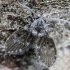 Bathroom moth fly - Clogmia albipunctata | Fotografijos autorius : Kazimieras Martinaitis | © Macronature.eu | Macro photography web site