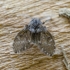 Bathroom moth fly - Clogmia albipunctata | Fotografijos autorius : Kazimieras Martinaitis | © Macronature.eu | Macro photography web site