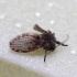 Bathroom moth fly - Clogmia albipunctata | Fotografijos autorius : Romas Ferenca | © Macronature.eu | Macro photography web site