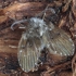 Kandinis uodelis - Clogmia albipunctata | Fotografijos autorius : Gintautas Steiblys | © Macronature.eu | Macro photography web site