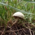 Bearded Fieldcap - Agrocybe dura | Fotografijos autorius : Vitalij Drozdov | © Macronature.eu | Macro photography web site