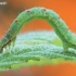 Gervuoginė cidarija - Mesoleuca albicillata, vikšras | Fotografijos autorius : Arūnas Eismantas | © Macronature.eu | Macro photography web site