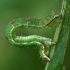 Gervuoginė cidarija - Mesoleuca albicillata, vikšras | Fotografijos autorius : Gintautas Steiblys | © Macronature.eu | Macro photography web site