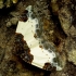 Gervuoginė cidarija - Mesoleuca albicillata | Fotografijos autorius : Romas Ferenca | © Macronature.eu | Macro photography web site