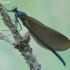 Beautiful demoiselle - Calopteryx virgo | Fotografijos autorius : Romas Ferenca | © Macronature.eu | Macro photography web site