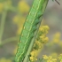 Bedstraw Hawk-moth - Hyles gallii, caterpillar | Fotografijos autorius : Gintautas Steiblys | © Macrogamta.lt | Šis tinklapis priklauso bendruomenei kuri domisi makro fotografija ir fotografuoja gyvąjį makro pasaulį.