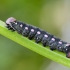 Bedstraw hawk-moth | Hyles gallii, catterpilar | Fotografijos autorius : Darius Baužys | © Macronature.eu | Macro photography web site