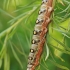 Bedstraw hawk-moth - Hyles galii, catterpilar | Fotografijos autorius : Gintautas Steiblys | © Macronature.eu | Macro photography web site