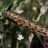 Bedstraw hawk-moth - Hyles galii, catterpilar | Fotografijos autorius : Valdimantas Grigonis | © Macronature.eu | Macro photography web site