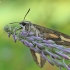 Bedstraw hawk-moth - Hyles galii | Fotografijos autorius : Agnė Našlėnienė | © Macronature.eu | Macro photography web site