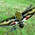 Bedstraw hawk-moth - Hyles galii | Fotografijos autorius : Linas Mockus | © Macronature.eu | Macro photography web site