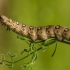 Bedstraw hawk-moth - Hyles gallii, catterpilar | Fotografijos autorius : Dalia Račkauskaitė | © Macronature.eu | Macro photography web site