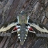 Bedstraw hawk-moth - Hyles gallii | Fotografijos autorius : Vytautas Gluoksnis | © Macronature.eu | Macro photography web site