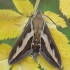 Bedstraw hawk-moth - Hyles gallii | Fotografijos autorius : Žilvinas Pūtys | © Macronature.eu | Macro photography web site