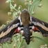 Bedstraw hawk-moth - Hyles gallii | Fotografijos autorius : Gintautas Steiblys | © Macronature.eu | Macro photography web site