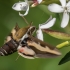 Bedstraw hawk-moth - Hyles gallii | Fotografijos autorius : Dalia Račkauskaitė | © Macronature.eu | Macro photography web site