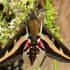 Bedstraw hawk-moth - Hyles gallii | Fotografijos autorius : Ramunė Vakarė | © Macronature.eu | Macro photography web site