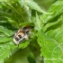 Raštuotasis auksavabalis (Trichius fasciatus) | Fotografijos autorius : Aleksandras Naryškin | © Macrogamta.lt | Šis tinklapis priklauso bendruomenei kuri domisi makro fotografija ir fotografuoja gyvąjį makro pasaulį.