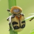 Bee beetle - Trichius fasciatus | Fotografijos autorius : Vidas Brazauskas | © Macronature.eu | Macro photography web site